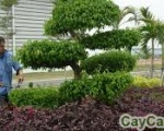 Công ty dịch vụ chăm sóc cây xanh Tại Bình Dương | Tây Ninh