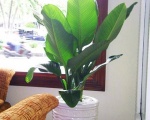 Nói về Công ty cây xanh Bình Dương | chăm sóc cây xanh 