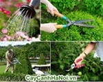 Công ty chăm sóc cây xanh tại Bình Dương | Cung cấp các dịch vụ cây xanh