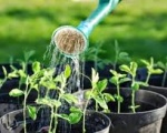 Dịch vụ chăm sóc cây xanh ở Tây Ninh | Công ty cây xanh tại Tây Ninh