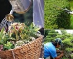 Công ty dịch vụ cắt tỉa cây xanh | Chặt cây xanh.