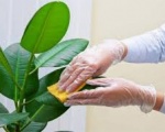 Dịch vụ chăm sóc sân vườn tại Tây Ninh | Công ty cây xanh tại Tây Ninh