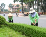 Công ty cây xanh tại Bình Dương | Chăm sóc cây xanh tại Bình Dương