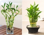 Cho thuê cây văn phòng tại Bình Dương | Dịch vụ cho thuê cây văn phòng Bình Dương