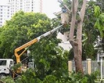 Dịch vụ trồng cỏ tại Bình Dương | Cung cấp các loại cỏ giống