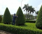 Dịch vụ chăm sóc cây cảnh tại TP HCM | Công ty cây xanh 